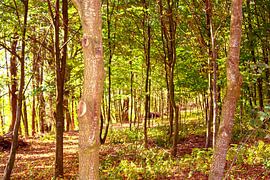 Concept nature : Walking through woods von Photoart-Naegele