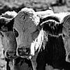 Trois vaches en noir et blanc sur Atelier Liesjes