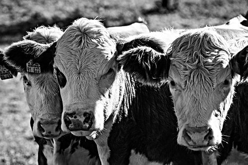 Trois vaches en noir et blanc