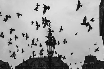 Fliegende Vögel auf dem Dam-Platz in Amsterdam von Colinda van Rees