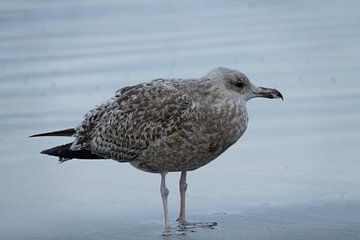 Die Möwe von Nicole Nagtegaal