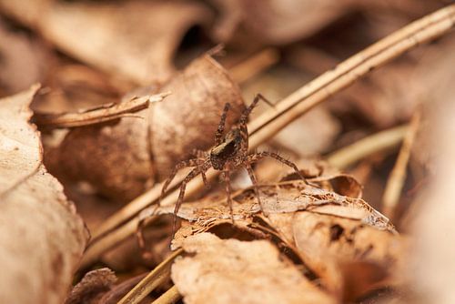 Hunting spider in the forest