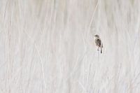 Singing sedge warbler in reed