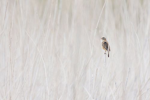 Zingende rietzanger in het riet 