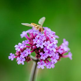 Hoverfly on purple verbena by Evelyne Renske