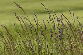 Graanveld van Thomas Heitz