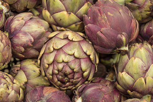 Artisjokken close up