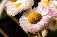 Alltägliche Natur