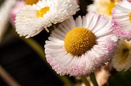 Everyday Nature by Dieuwke Slump