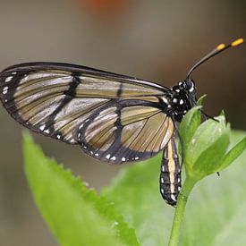 Giant glass wing by Matthias Brix