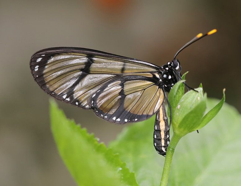 Riesenglasflügel von Matthias Brix