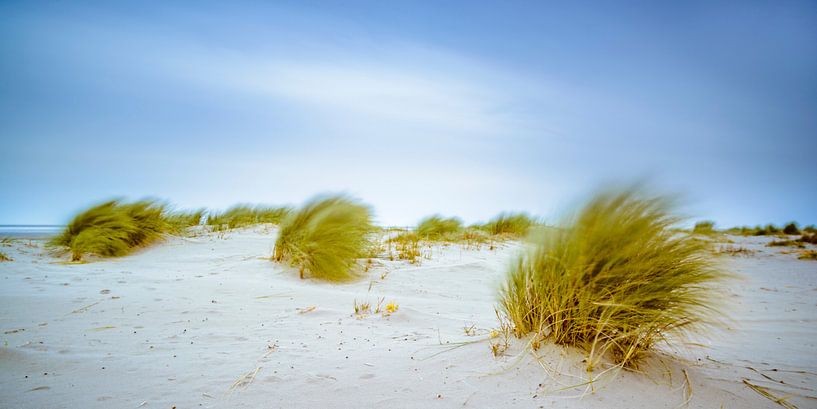 Duingras in de wind op het strand van Schiermonnikoog van Sjoerd van der Wal Fotografie