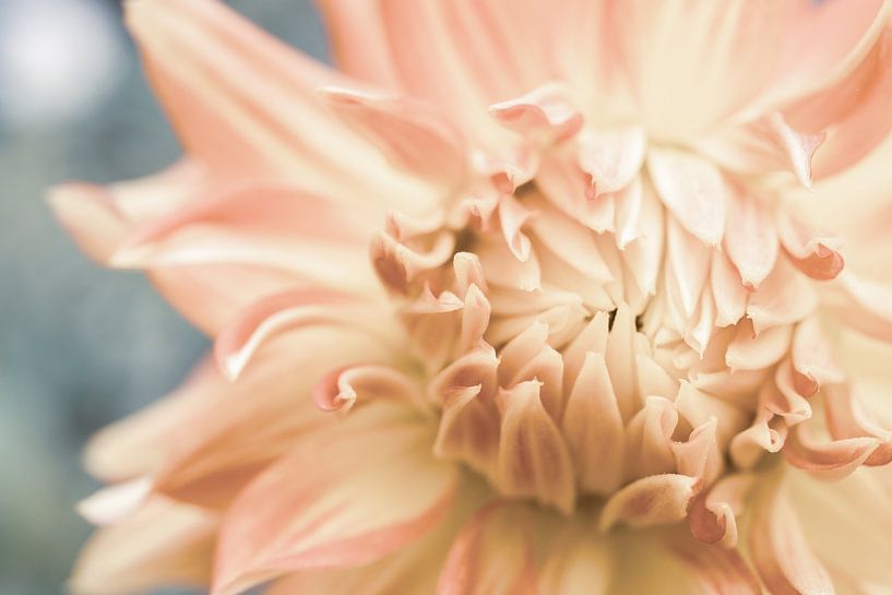 Bloem Bloemblaadjes Macro Close-Up Kroonblad Kleurig van Crystal Clear