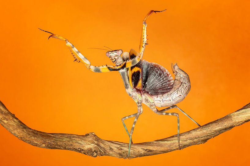 Etwas tanzen... von Arno van Zon photography