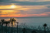 De relaxte palmboom