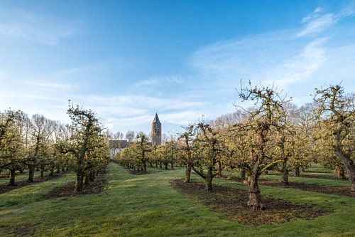 Zoelen kerk tussen boomgaard