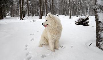 Samojede von Bo Valentino