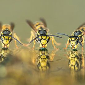 Three drinking wasps