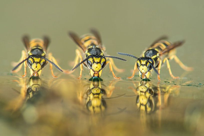Drei trinkende Wespen von Elles Rijsdijk