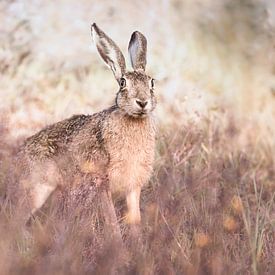 Hazel the hare by mirka koot