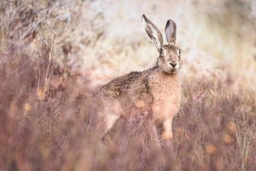 Hazel the hare by mirka koot