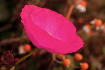 Papaver in het roze van Cora Unk