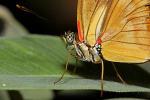 Oranje Passiebloem vlinder (Dryas Julia) van Antwan Janssen