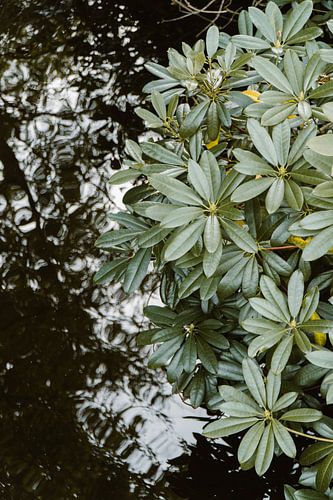 Autumnal colors in the forest - estate surroundings The Hague