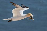 Gannet in flight