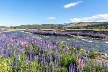 Purple and pink lupine by the river by RobJansenphotography