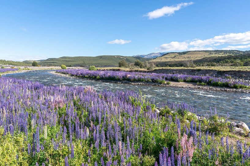 Lila und rosa Lupine am Fluss von RobJansenphotography