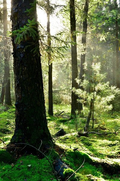Beautiful nature by Günter Albers
