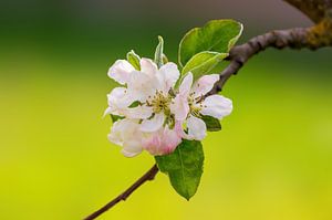 Tak met bloesem van een appelboom
