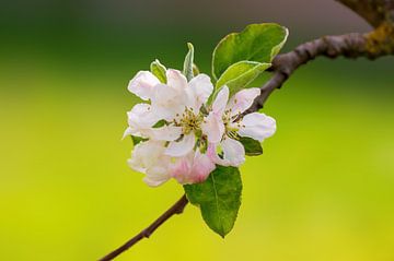 Tak met bloesem van een appelboom van Mario Plechaty Photography