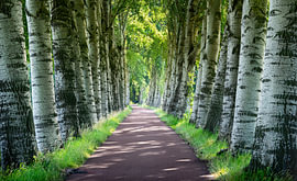 Sonne und Schatten in der Birkenallee von Erwin Pilon