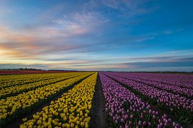 Blühende Tulpenfelder von Jan Willem Oldenbeuving