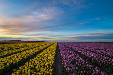 Bloeiende Tulpenvelden van Jan Willem Oldenbeuving