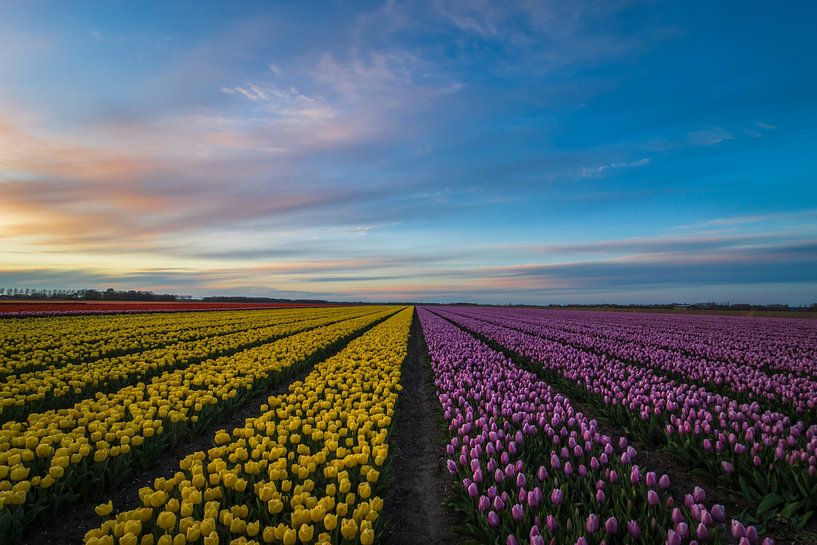 Tulipfields en fleurs par Jan Willem Oldenbeuving