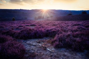 Sonnenaufgang auf dem violetten Heidekraut der Posbank