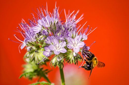 Phacelia and the Bee