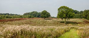 Heide landschap in Zuid - Limburg von John Kreukniet