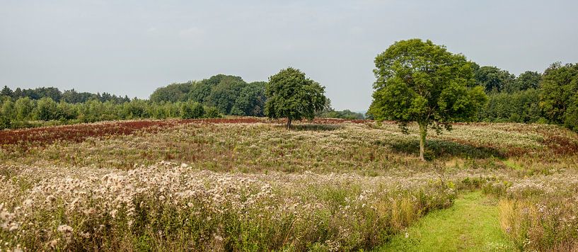 Heide landschap in Zuid - Limburg by John Kreukniet