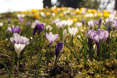 Krokus Wiese im Gegenlicht