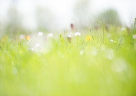 Dromerige opname veldbloemen