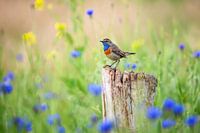Blauwborst in de lente