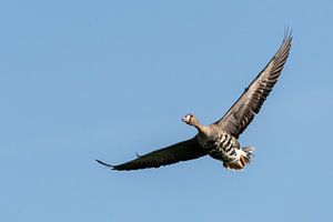 Die Gans im Himmel