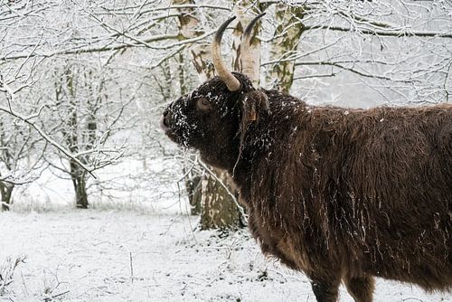 Galloway in de sneeuw