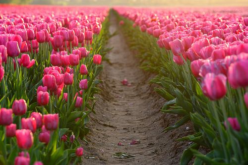 Tulpenveld tijdens de zonsondergang