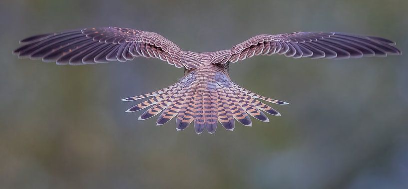 backside by Eric Van Hul