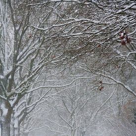 Winter wonderland on the Veluwe by Jenco van Zalk